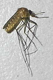 Mosquito by Asienreisender